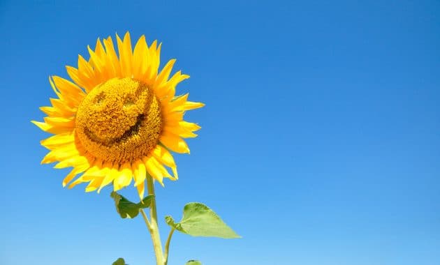 sunflower with a smile